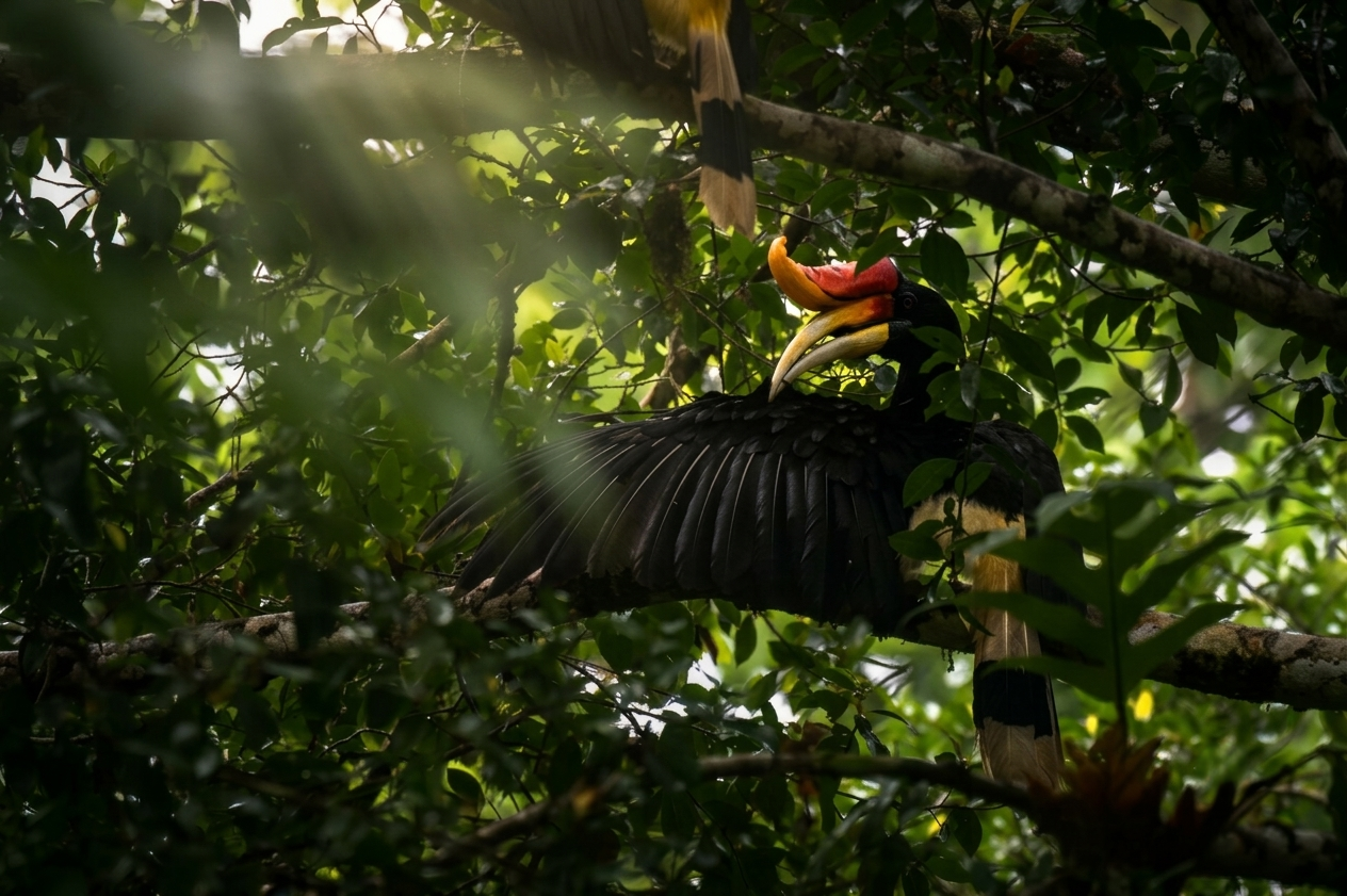 Rhinoceros Hornbill in flight, Deramakot