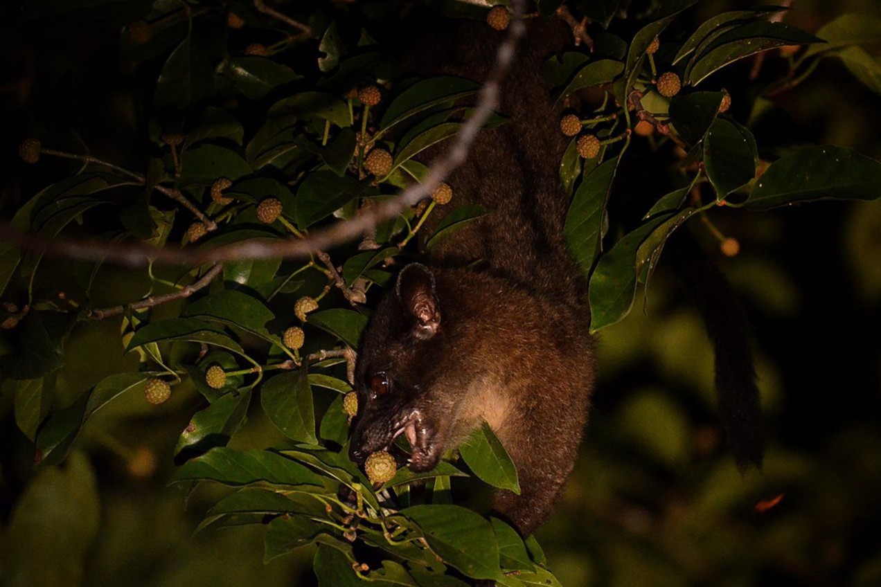 Striped Palm Civet feeding in a fig tree at night, Deramakot