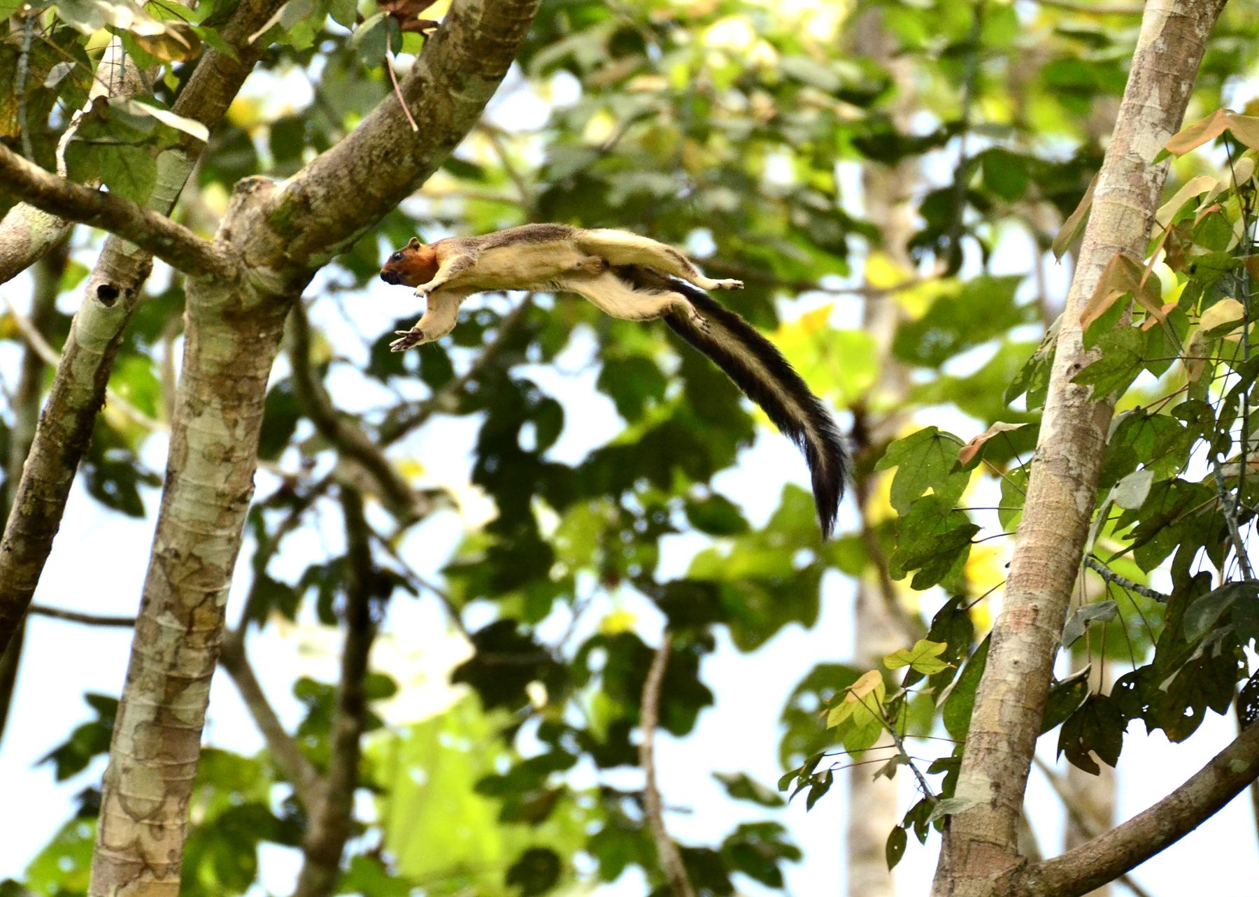 Sunda Giant Squirrel leaping between trees, Deramakot