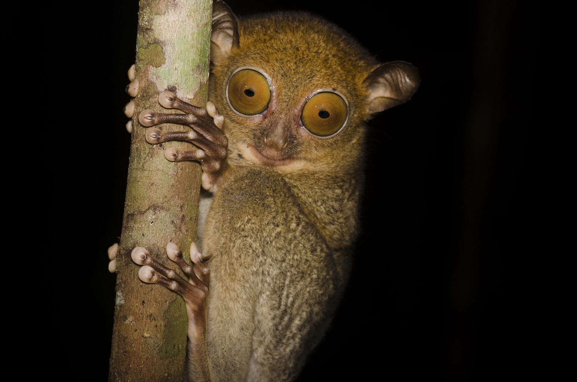 Western Tarsier