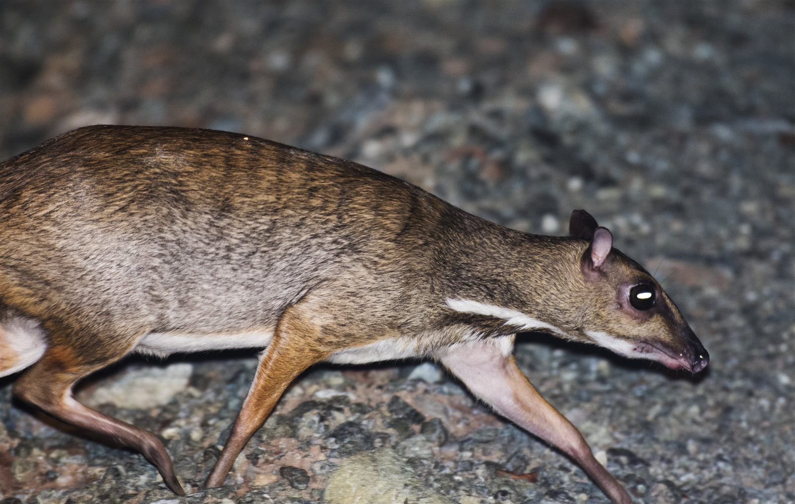 Greater Mouse-Deer crossing the road at Deramakot