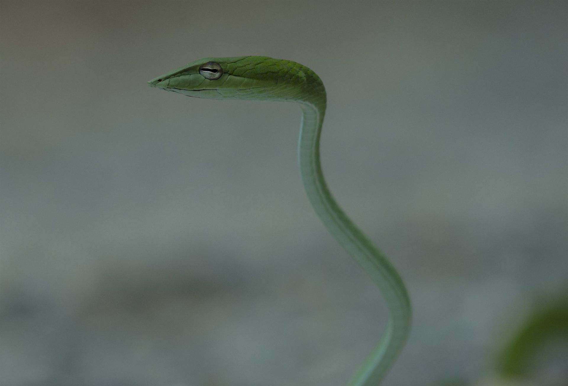 Asian Vine Snake close up portrait, Deramakot
