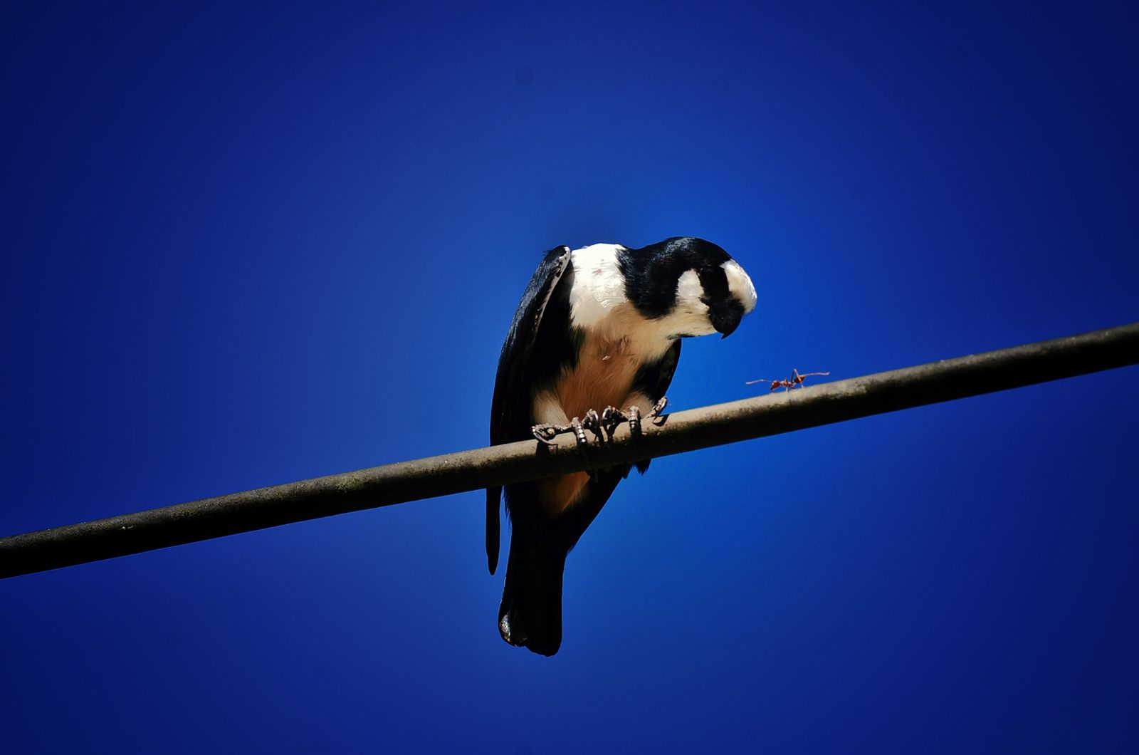 White-fronted Falconet watching a weaver ant from a perch, Deramakot