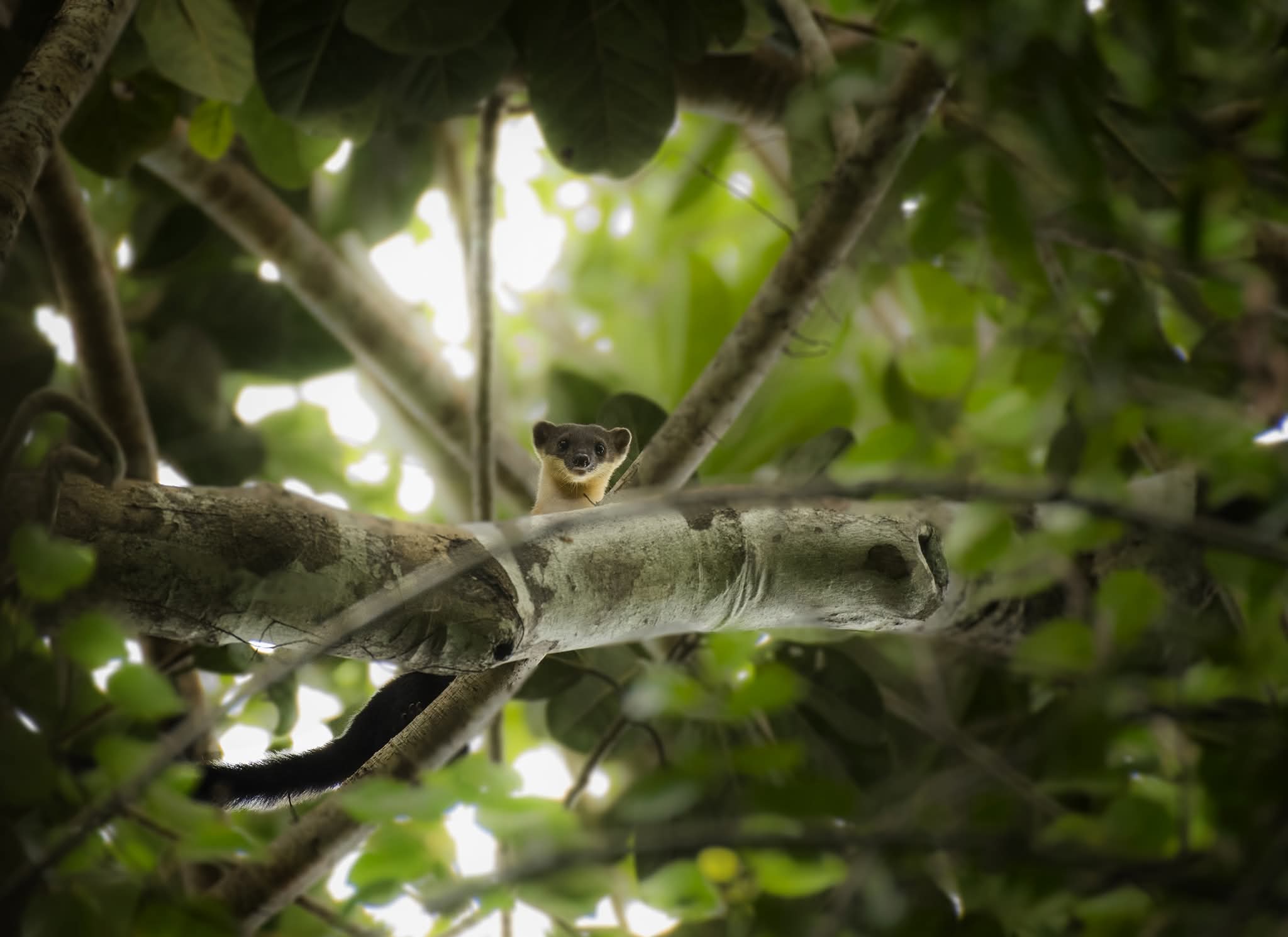 Yellow-throated Marten peering over a branch, Deramakot