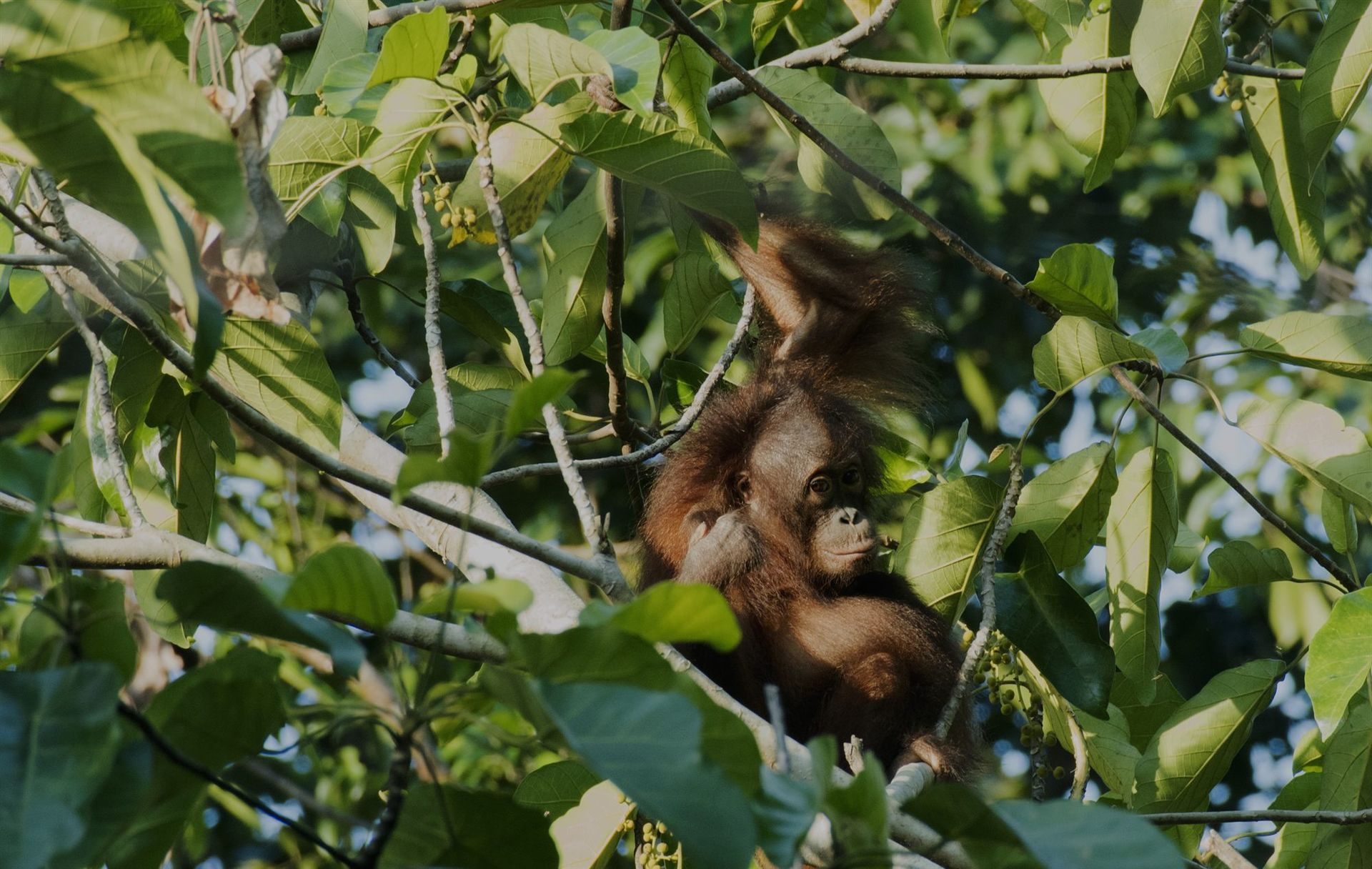 Wild orangutan, Deramakot